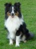 Choco Benji von der Sheltiebande ( Benji ) 25.04.09 -6